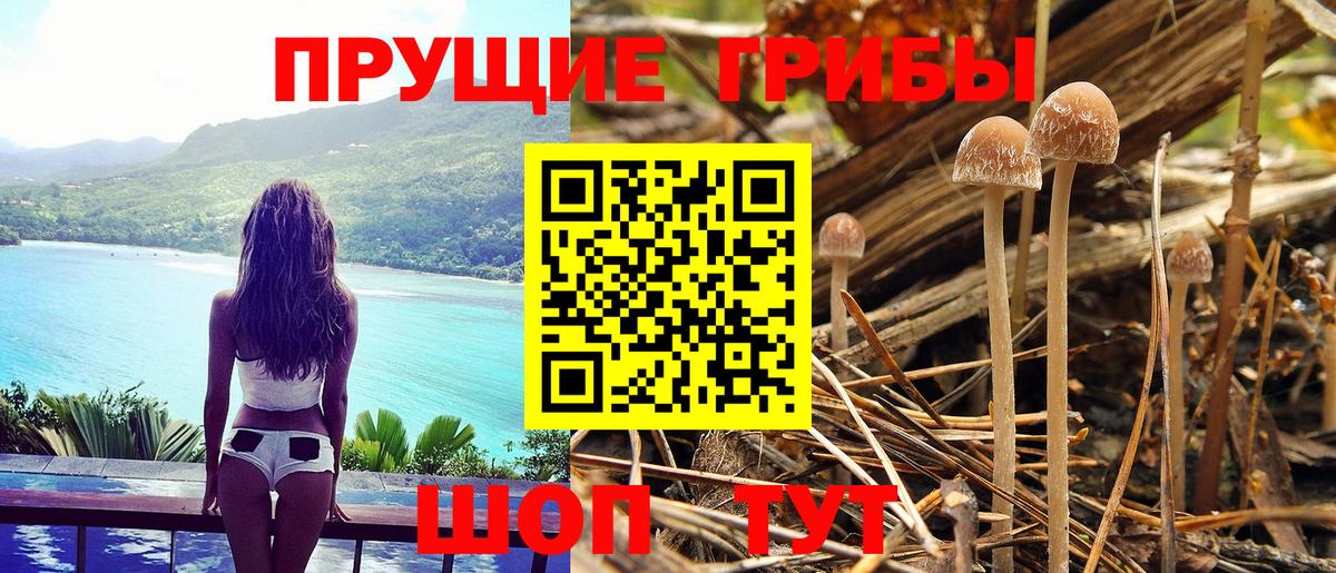 Псилоцибиновые грибы Psilocybe  Вход с VPN  магазин продажи   Галлюциногенные грибы GOLDEN TEACHER  Котлас 