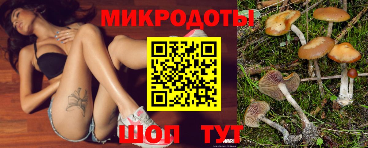 Псилоцибиновые грибы Psilocybe Котлас